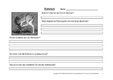 Rothirsch-Fragen-4.pdf